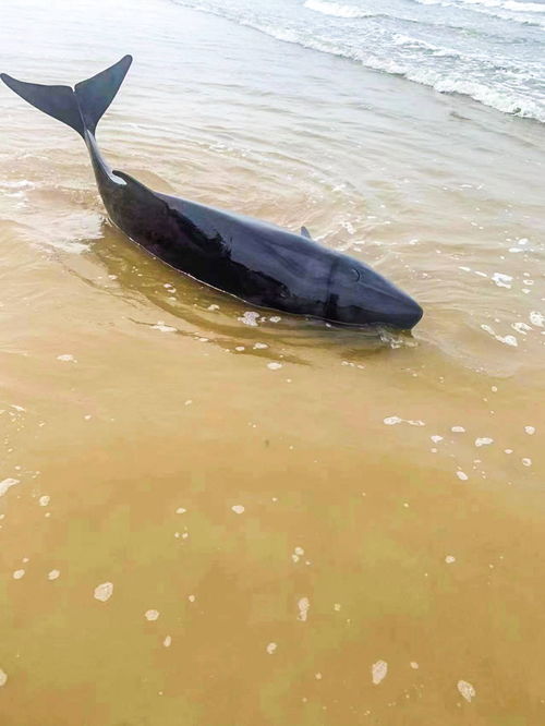 鲸类动物频频现身北部湾海域，这些巨型‘吃货’你了解吗？